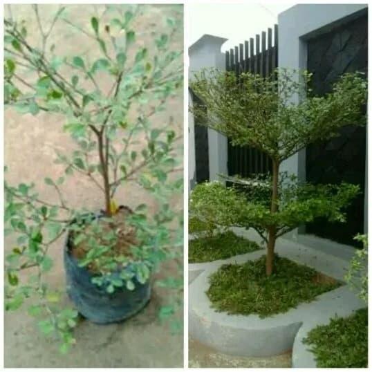 tanaman hias Ketapang kencana - pohon Ketapang kencana - bibit Ketapang mini - pohon pelindung -