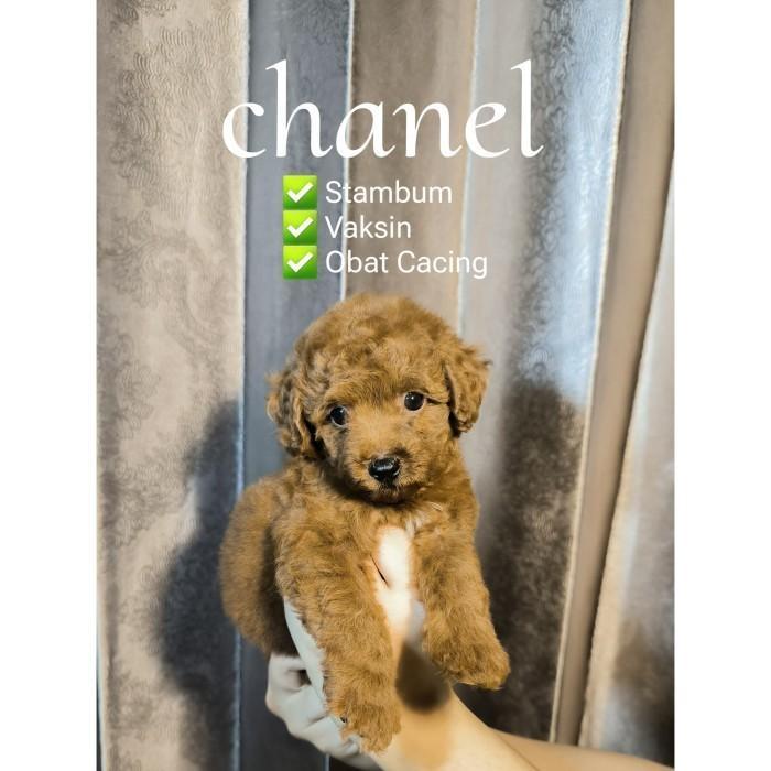 Dijual Anjing Red Toy Poodle Puppies