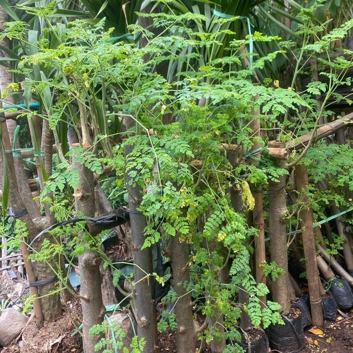 

tanaman daun kelor - pohon herbal daun kelor