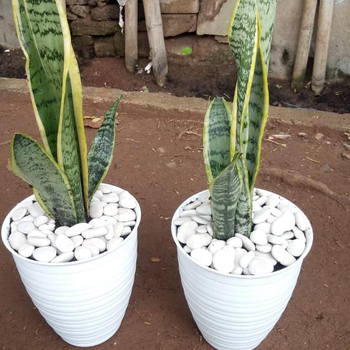 SM- paket tanaman lidah mertua/sensivera/tanaman hias