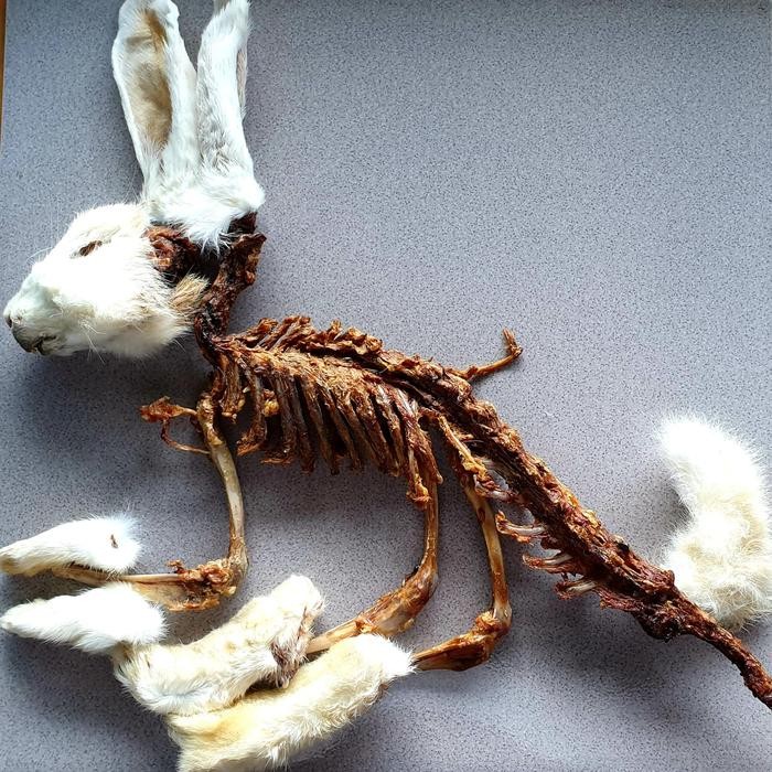 Pilihan- Rabbit Snack / Dog Treats Makanan Gigitan Anjing Ear Kuping Kelinci