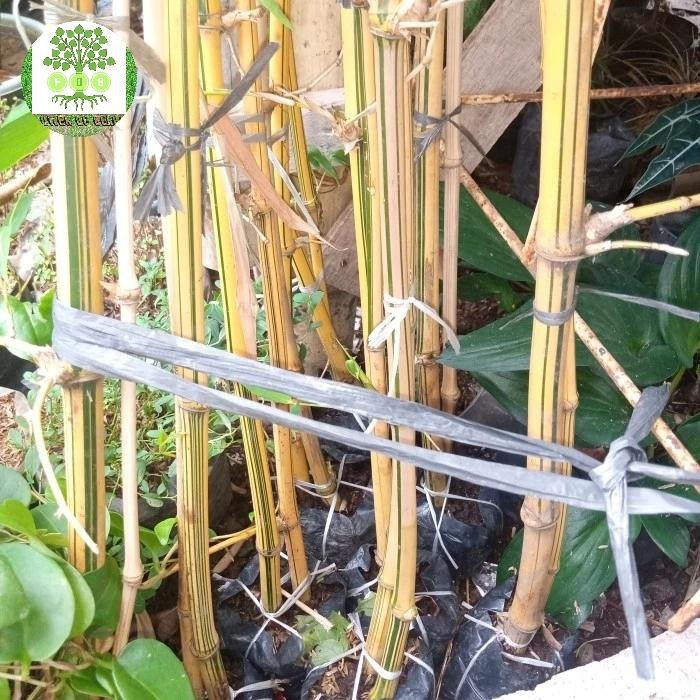 tanaman bambu kuning mini