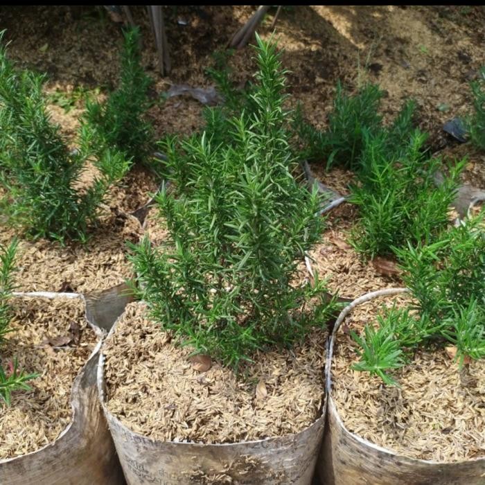 tanaman rosemary besar rimbun