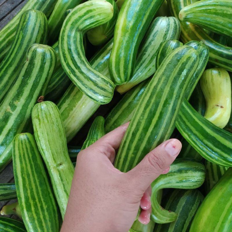 Terlaris - 50 Bibit Benih Timun Krai