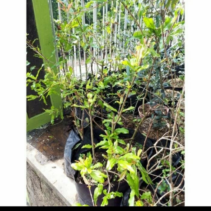 Bibit Delima Thoib toib Rumman Langka, Delima Import Arab