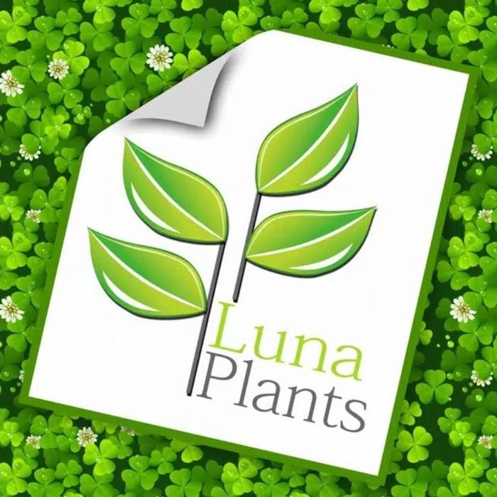 aglonema sultan brunei / tanaman hias aglonema sultan brunei bibit