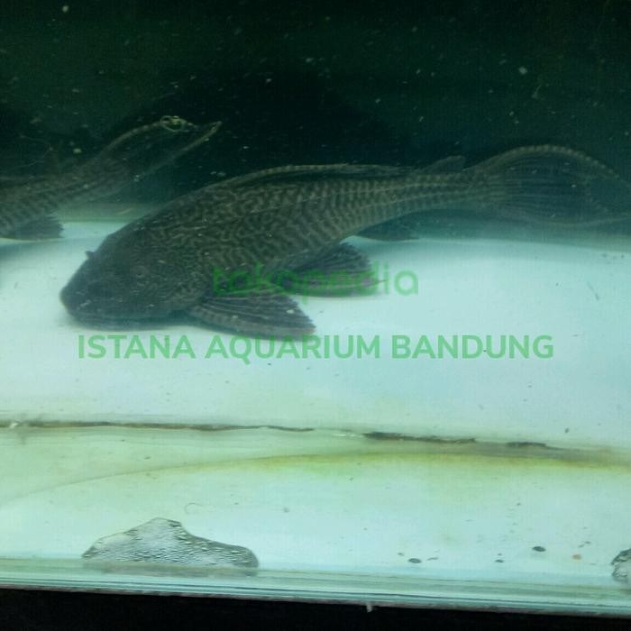 GGYc- Ikan Sapu Jumbo