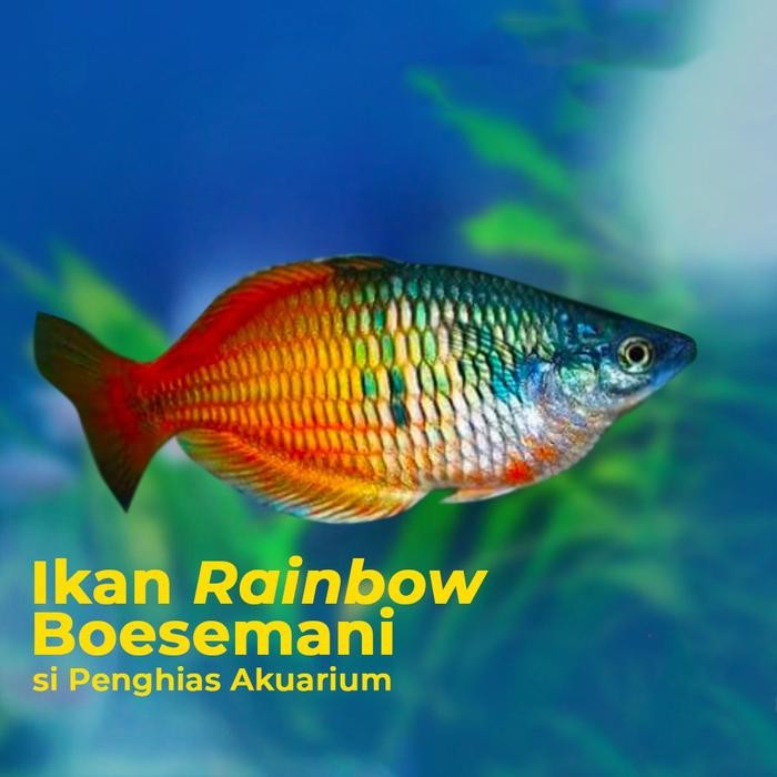 v0w1- Boesemani Rainbow / Melanotaenia Boesemani