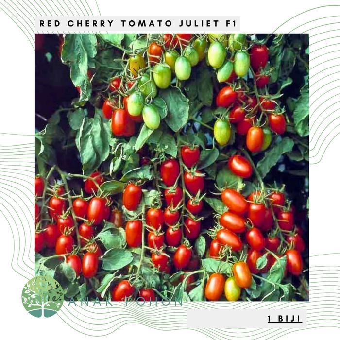 Benih Bibit Biji - Red Cherry Tomato Juliet F1 Tomat Mini Ceri Merah Hibrida Seeds - Tahan Terhadap