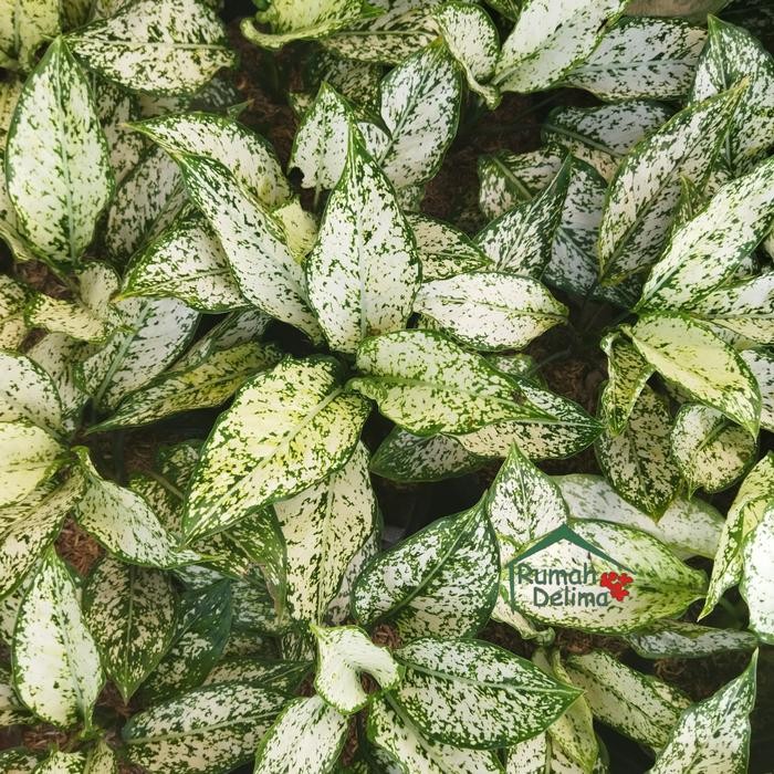 

Tanaman Hias Aglonema Snow White