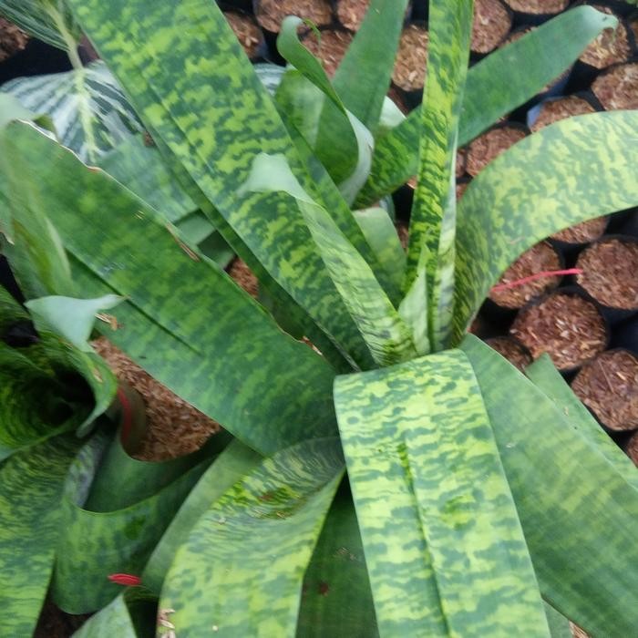 

tanaman hias bromelia hybrid