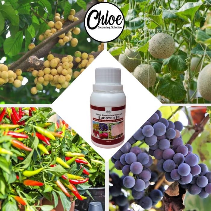 

Promo Booster 88 Kemasan 500Ml Pupuk Organik Pelebat Penyubur Buah Diskon