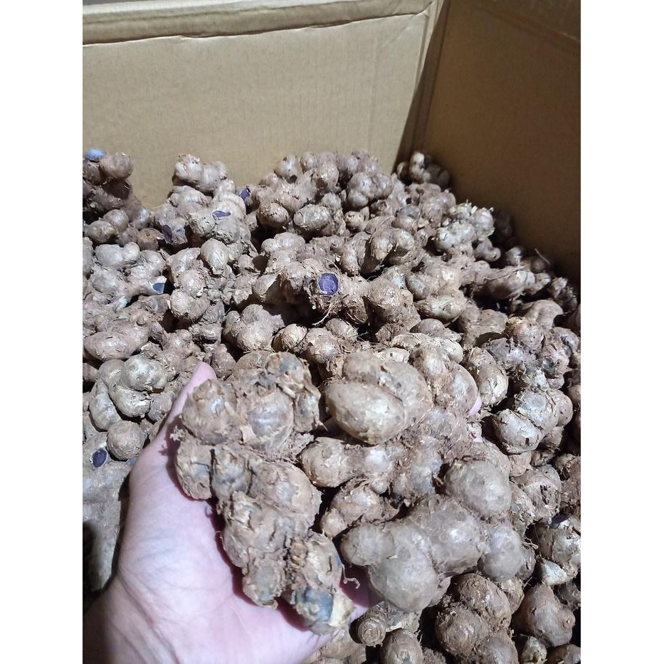 Terlaris Bibit Kunyit Hitam 1Kg