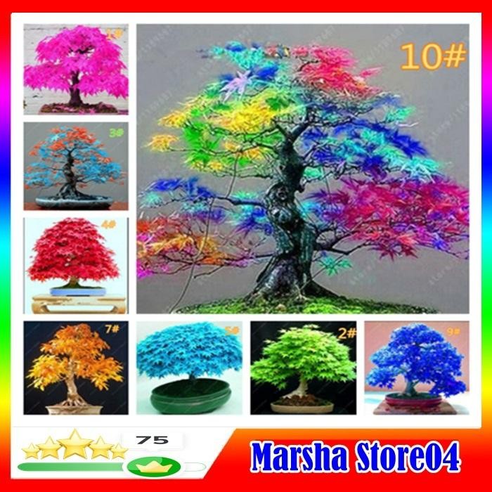 Terlaris 20Pcs Bibit Pohon Maple Merah Maple