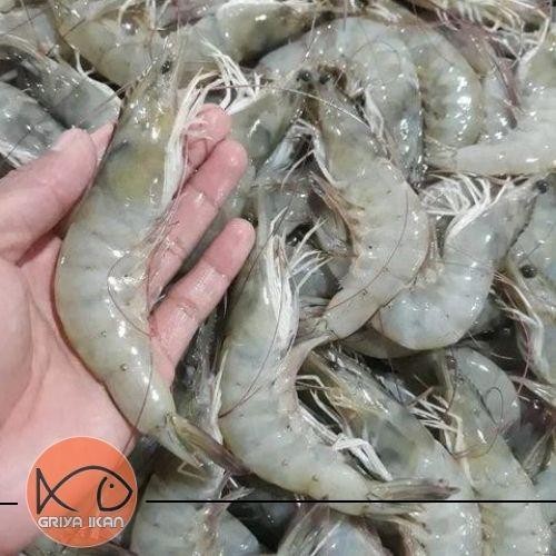 

Pilihan- Udang Segar Ukuran Besar 500Gram