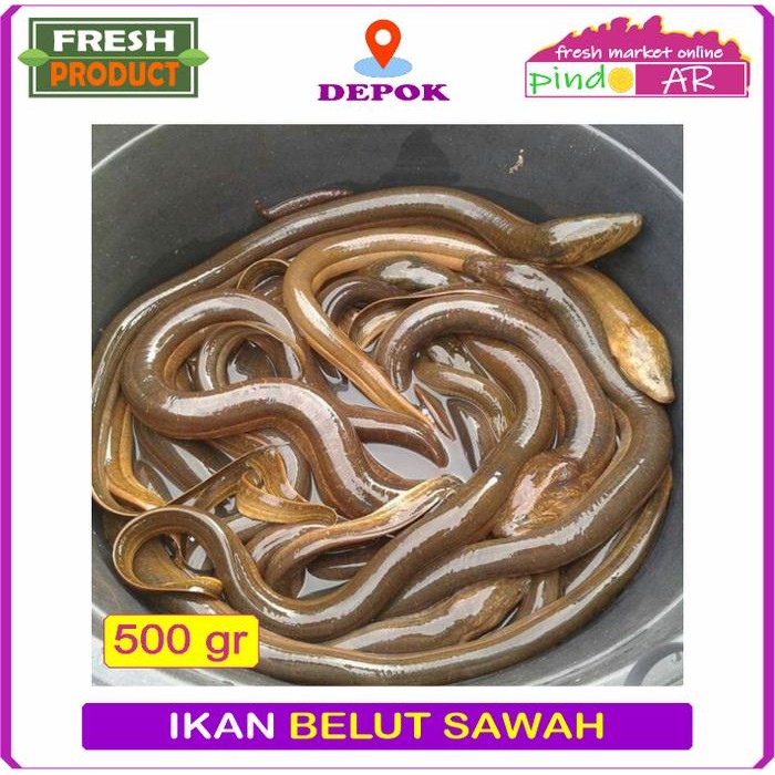 

Pilihan- Ikan Belut Sawah Hidup Dan Segar 500 Gram