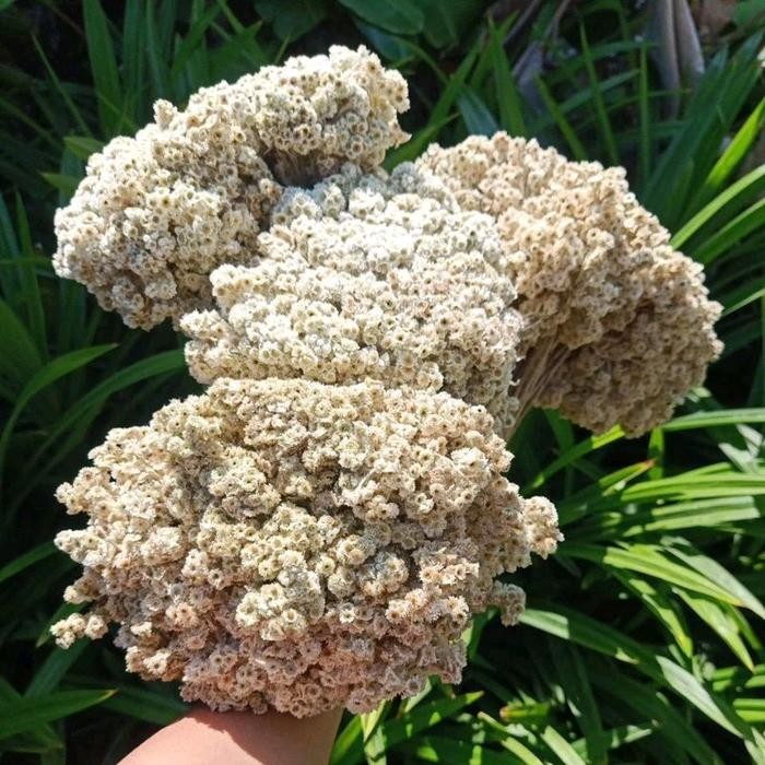 bunga kering bunga edelweiss besar bunga abadi bahan buket