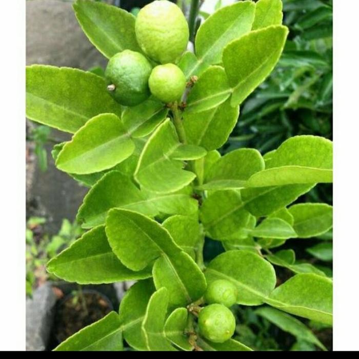 Bibit Jeruk Purut Sudah Berbuah