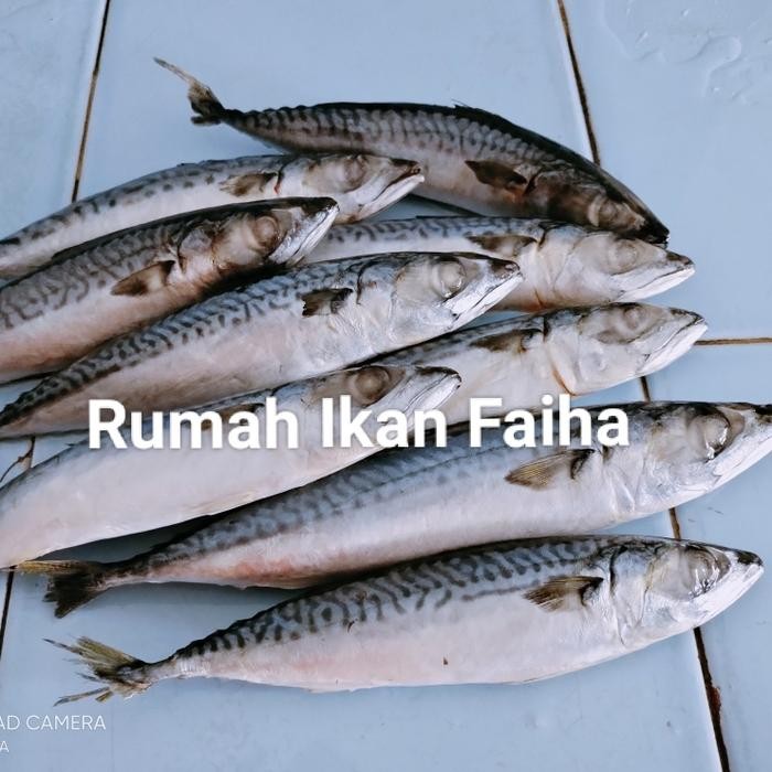 Instanbisa- Ikan Salem / Makarel Segar Beku