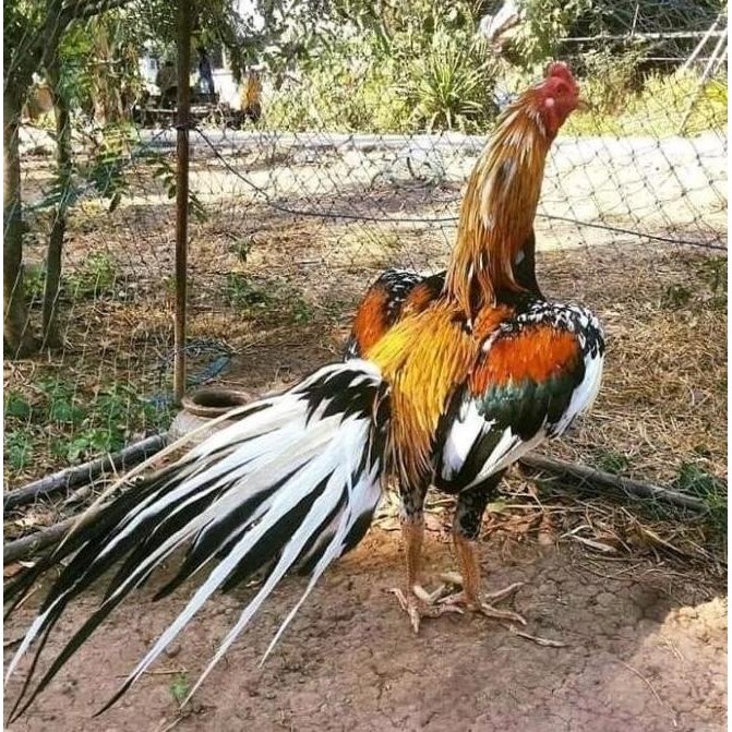 Asli Bergaransi Telur Ayam Bangkok Ekor Lidi / Telur Ayam Petarung Fertil Siap Tetas Asli