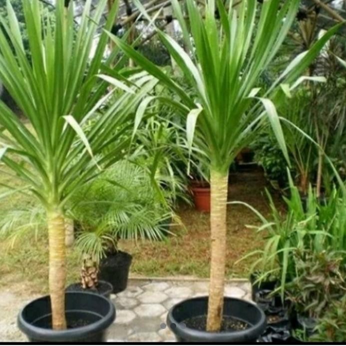 [ pandan Bali 1,5 meter ]