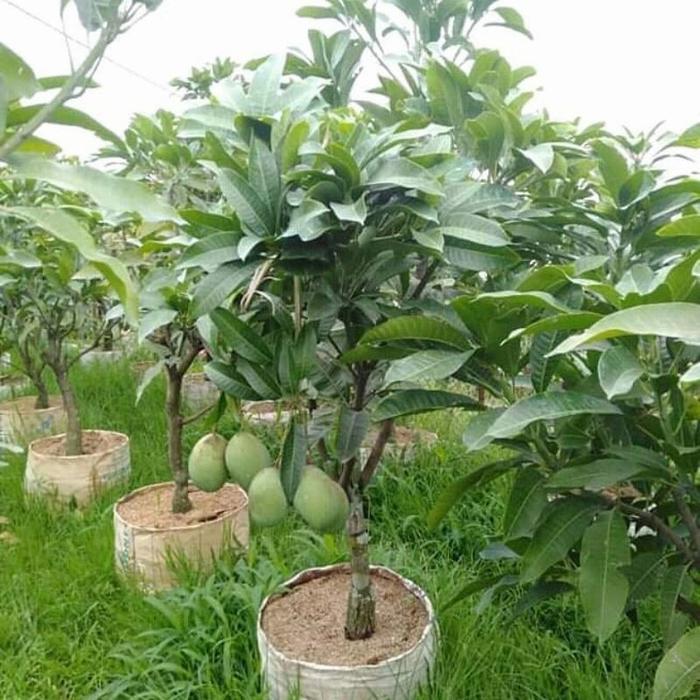 Bibit Mangga Manalagi Super