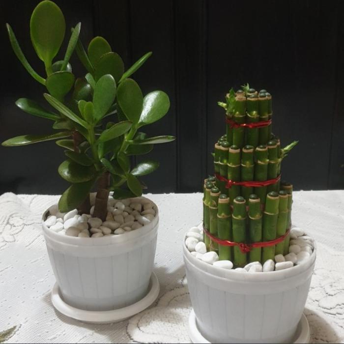 Tanaman Hias Paket Mini Money Plant Chinese / Jade & Lucky Bamboo Terbaruu