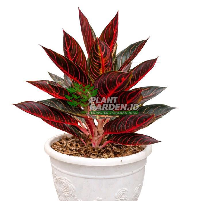 Promo Promo (BISA COD) tanaman Aglonema Red Sumatra Aglonema Pride of Sumatra Tanaman hidup cocok