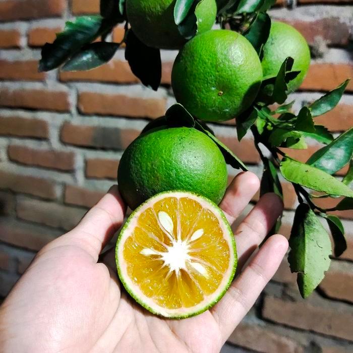 Bibit Jeruk Sunkist Hijau Manis Siap Buah 60-80cm Tanaman Jeruk Okulasi Unggul