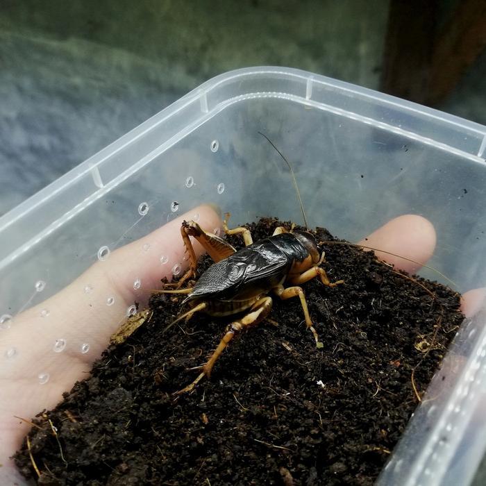 TERMURAHH gangsir jangkrik besar