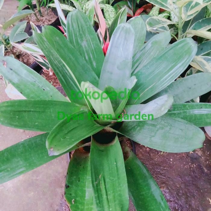 SM- tanaman hias bromelia Giant / bromelia besar