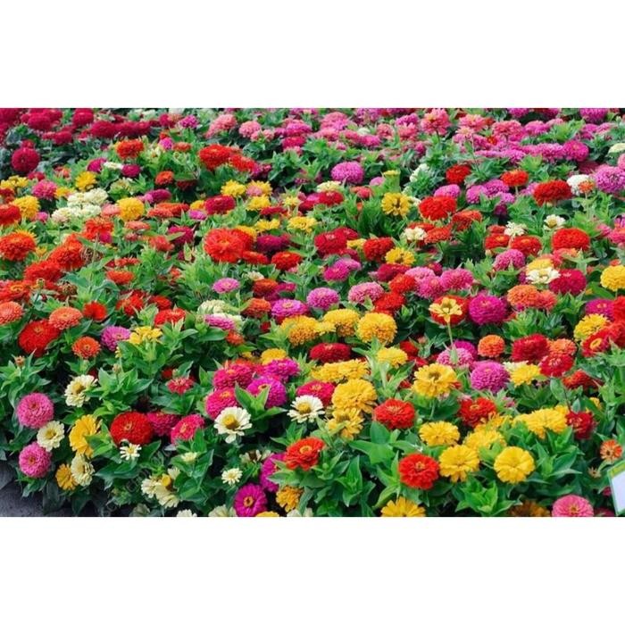 NEW Bibit/Benih Bunga Marigold dan Day Grass/Zinnia/Bunga Kertas Tanaman Hias Mudah Tumbuh per 5gr