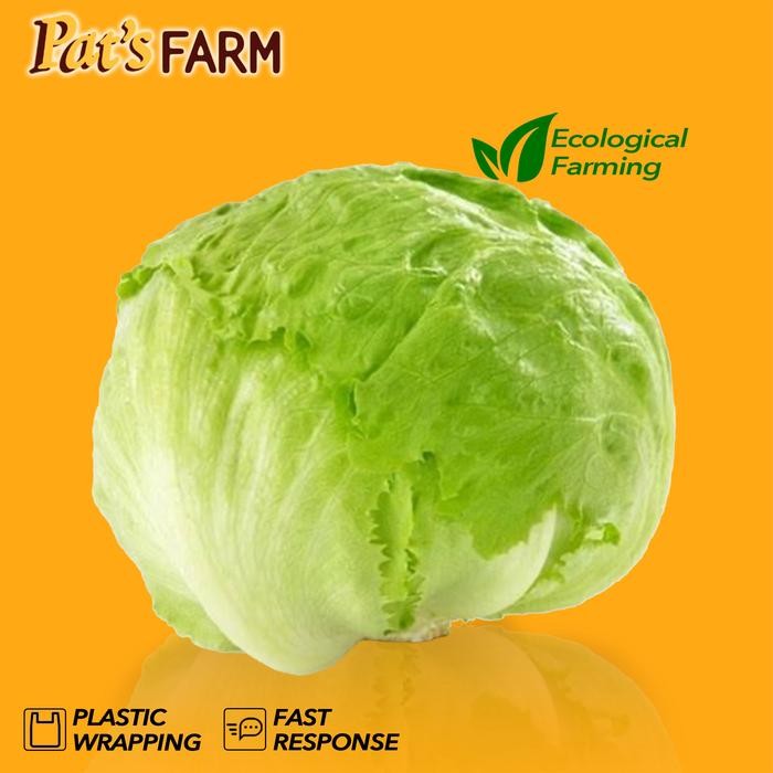 

Pilihan- Lettuce Head / Iceberg Lettuce (Selada)