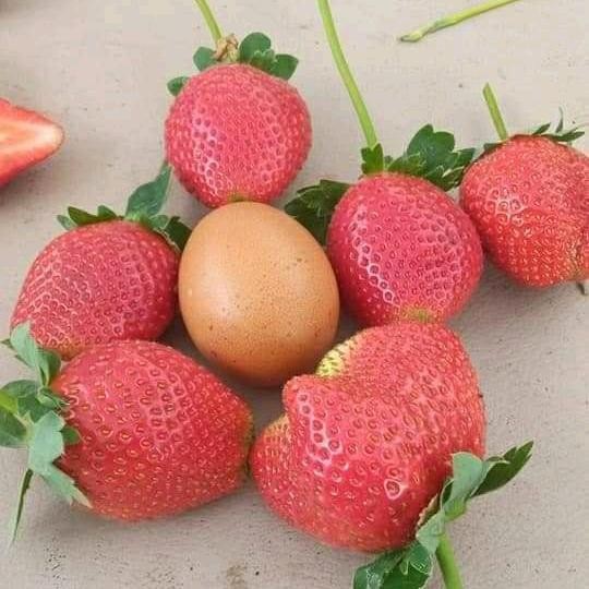Terlaris Bibit Strawberry Juba ( Original Jumbo X Bali )
