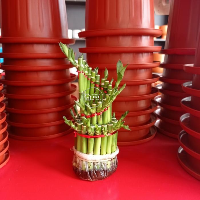 Tanaman bambu hoki spiral