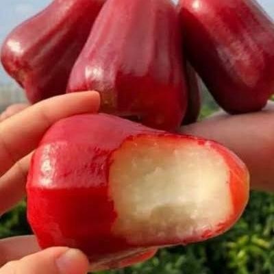 Fruitsz- Buah Jambu Air Citra 1Kg
