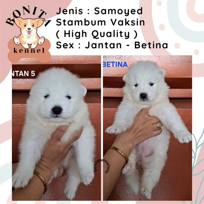 Samoyed Stambum Anak Anjing Samoyed Jantan Betina Big Bone