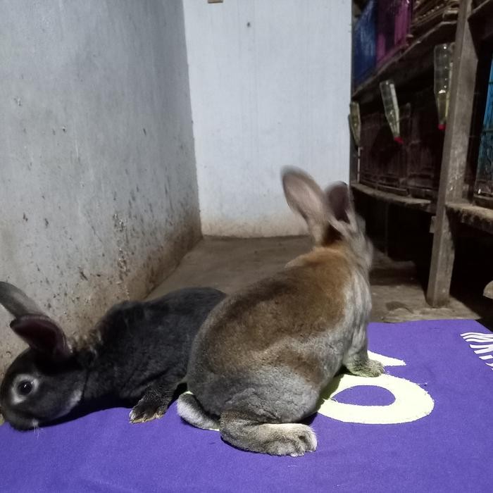 Kelinci bulu karpet Rex anakan sepasang (2).