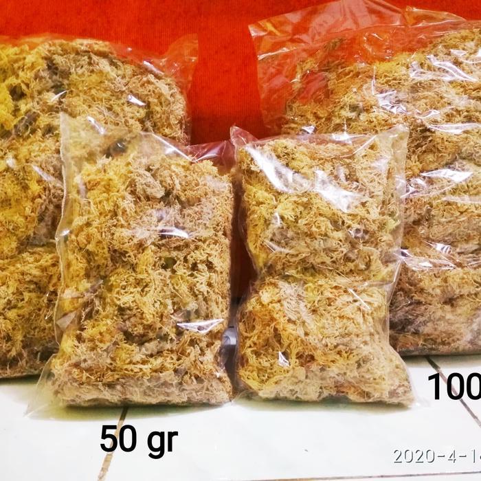 GRATIS ONGKIR Media spaghnum moss 100 gr sphagnum mos spagnum lumut putih