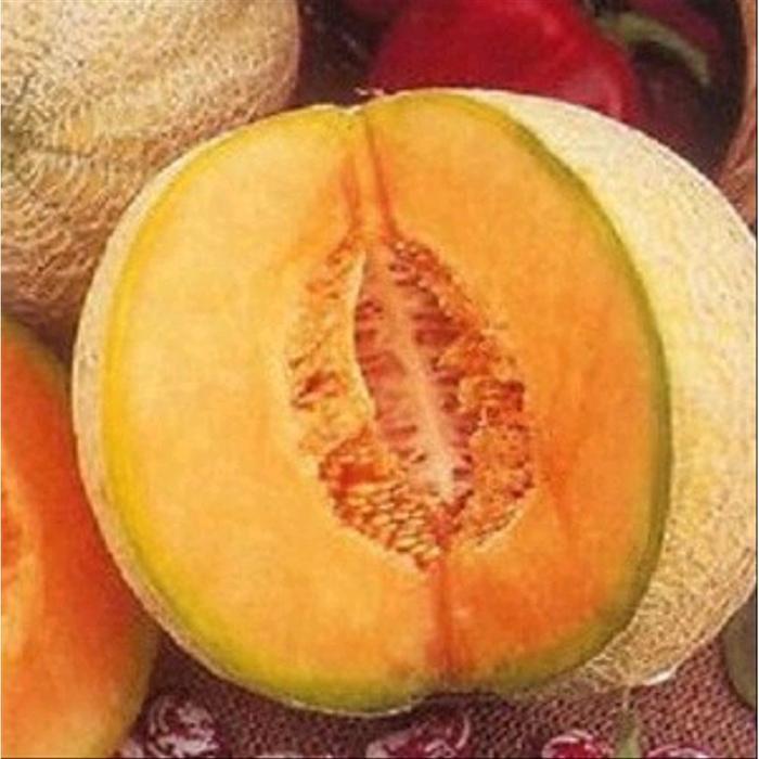 3 Benih melon Iroqouis Cantaloupe