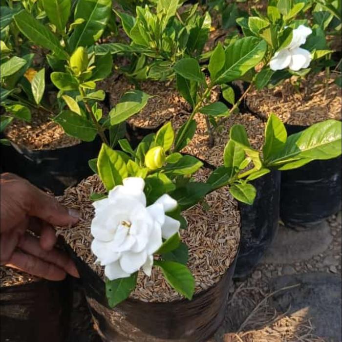 tanaman bunga kaca piring pohon bunga melati kaca piring gardenia
