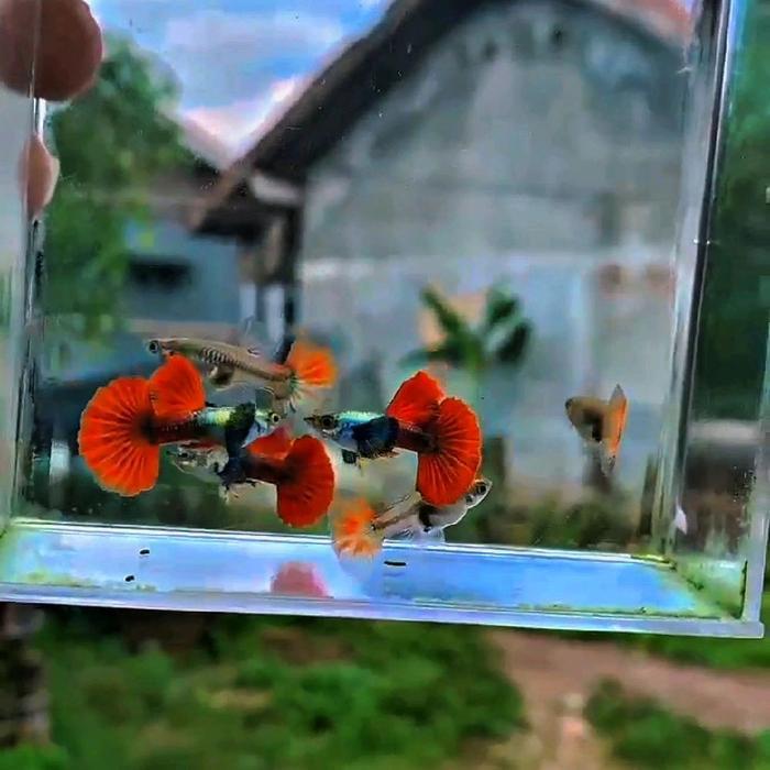 Ikan Guppy Prtde Super Grade A