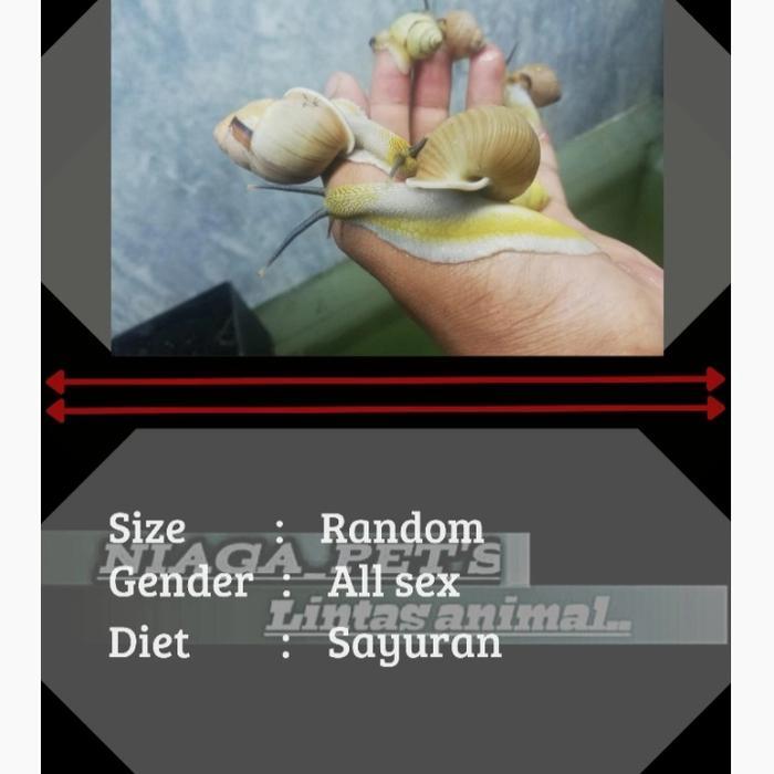TERMURAHH bekicot putih albino