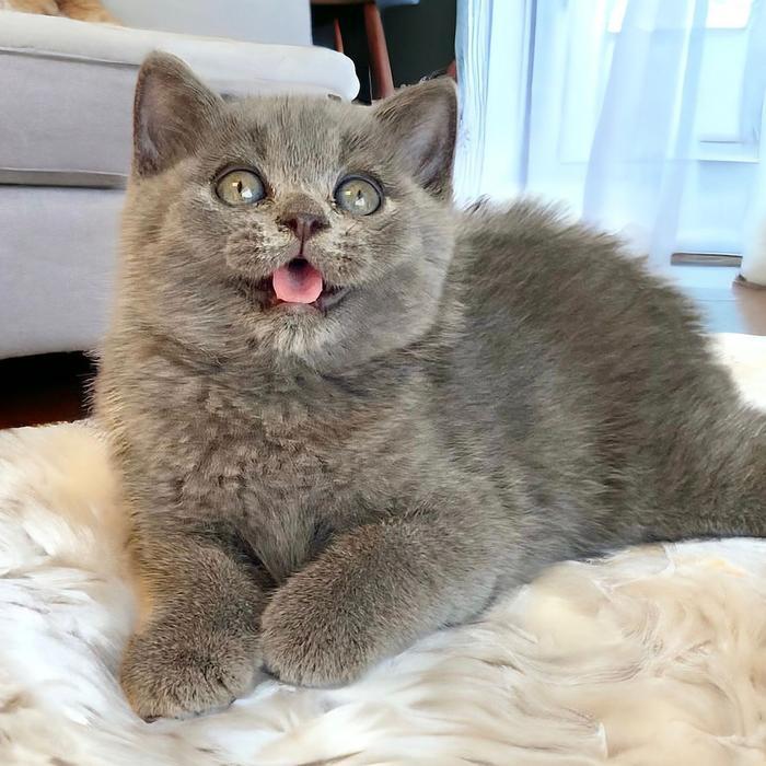Anak Kucing abu british shorthair