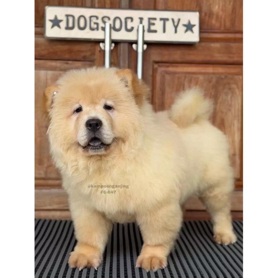 Chow Chow Puppy Female Anak Anjing Betina 647