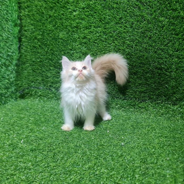 Jual Kitten Persia Anak Kucing Angora Flatnose - 1 Ekor Kucing dengan Pilihan Warna Jantan, Oren