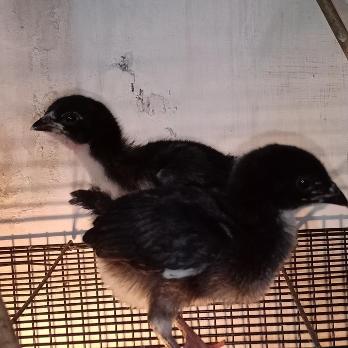 

Ayam Ketawa Sepasang