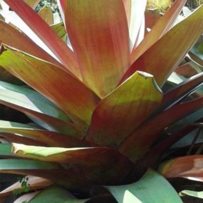 

tanaman hias bromelia giant/jayen besar