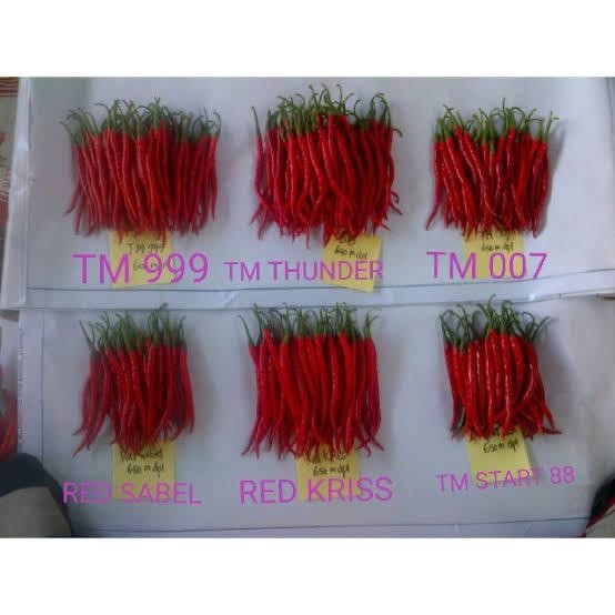 TERMURAH Benih cabe keriting TM THUNDER 99