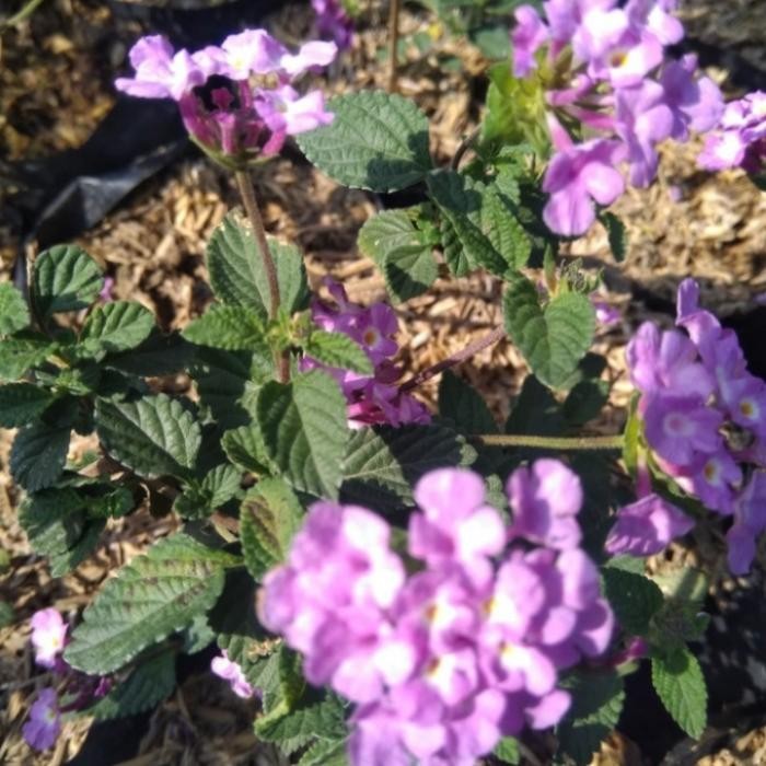 Jlterang Paket 4 Tanaman Hias Pohon Bunga Lantana Beda Warna